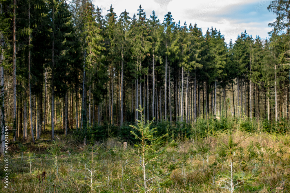 Neuanpflanzung nach Abholzung im Mischwald Neuanpflanzung nach Abholzung im Mischwald