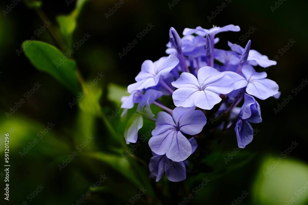 blue and purple flowers blue and purple flowers