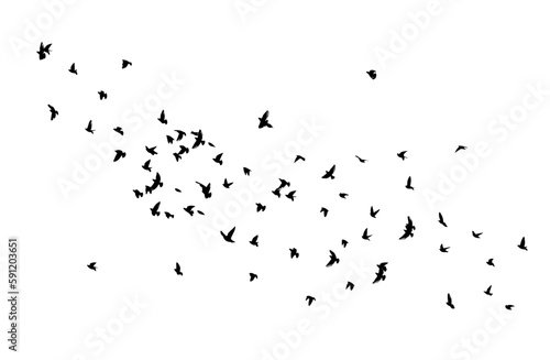 A flock of flying birds. Free birds. Vector illustration