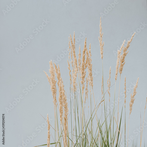 Aesthetic nature composition with dries grass stems. Abstract natural background of soft plants