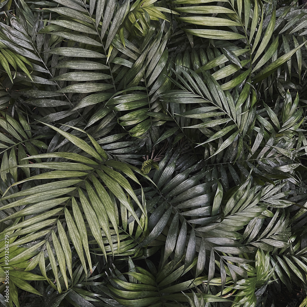 Obraz premium Tropical exotic palm leaves background. Aesthetic minimal floral composition