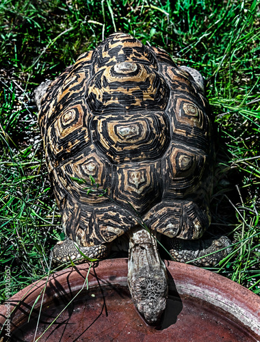 Leopard tortoise at watering dish. Latin name - Stigmochelys pardalis 