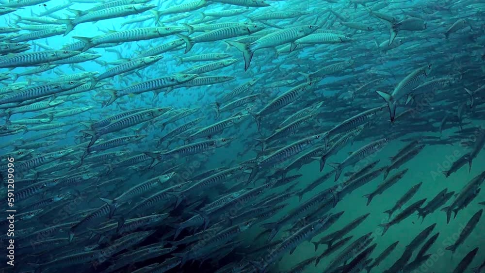 custom made wallpaper toronto digitalUnder water film - Sail Rock island - Thailand - Chewron Barracuda fishes - filming inside a large school