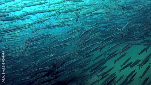 Wallpaper Mural Under water film - Sail Rock island - Thailand - Chewron Barracuda fishes - filming inside a large school Torontodigital.ca
