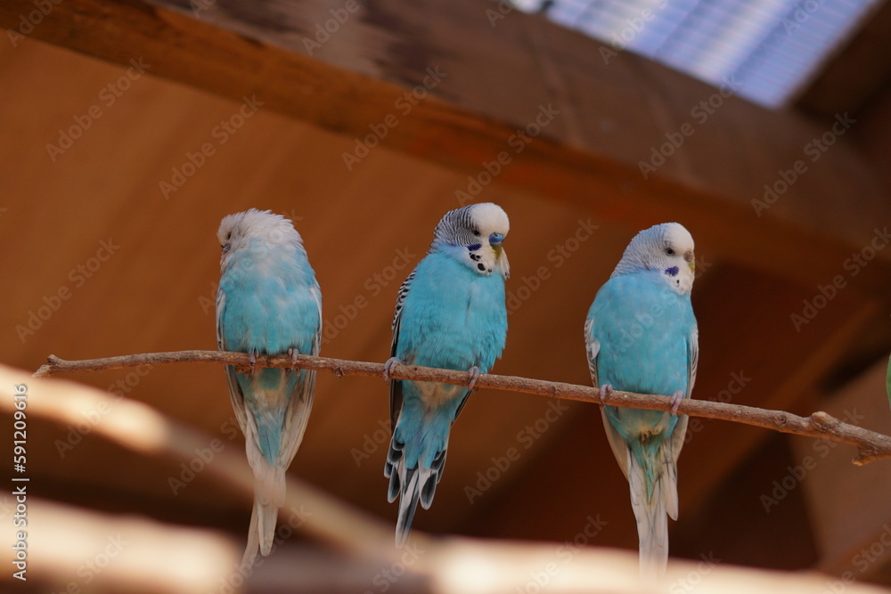 Obraz premium Lovebirds, blue budgies kissing