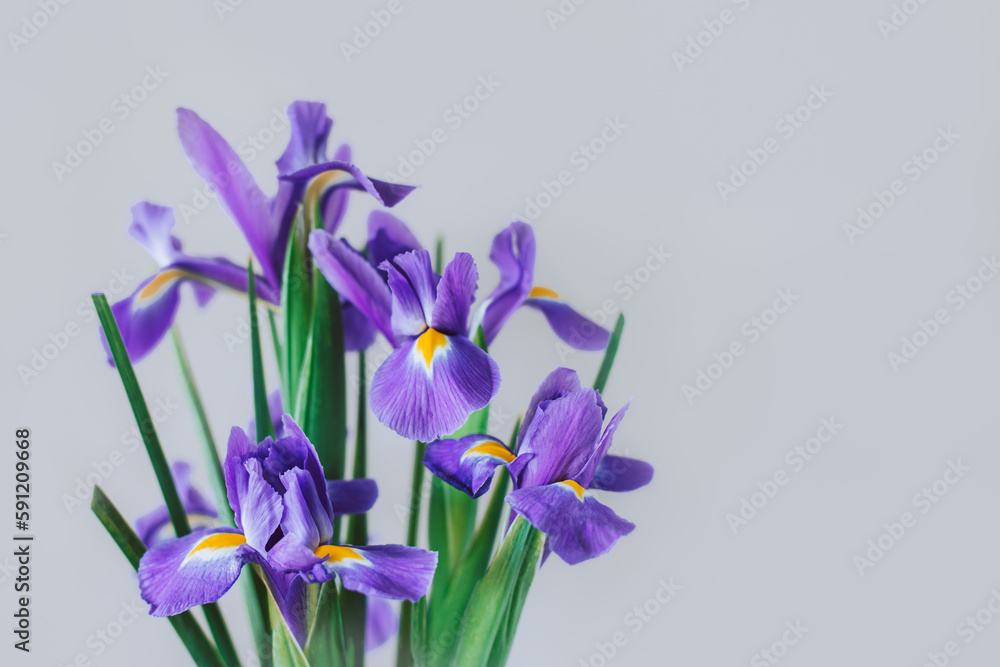 Beautiful bouquet of Iris flowers on a grey background.