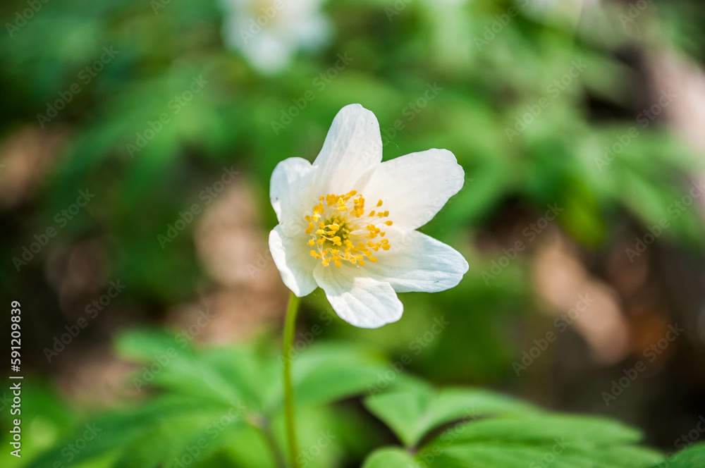 Anemone nemorosa, wood anemone or windflower thimbleweed, and smell fox - an early-spring flowering plant in the forest. Anemone nemorosa, wood anemone or windflower thimbleweed, and smell fox - an early-spring flowering plant in the forest.