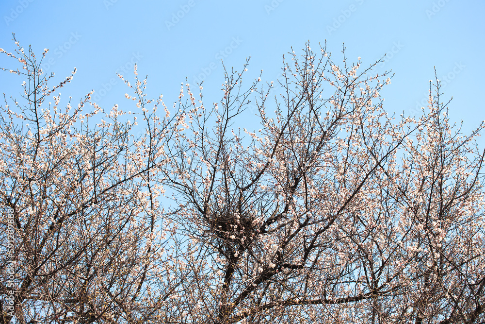 Flowering tree with a bird's nest. Spring flowers. Spring background. Blurred concept. Natural background. Apricot flowers Flowering tree with a bird's nest. Spring flowers. Spring background. Blurred concept. Natural background. Apricot flowers