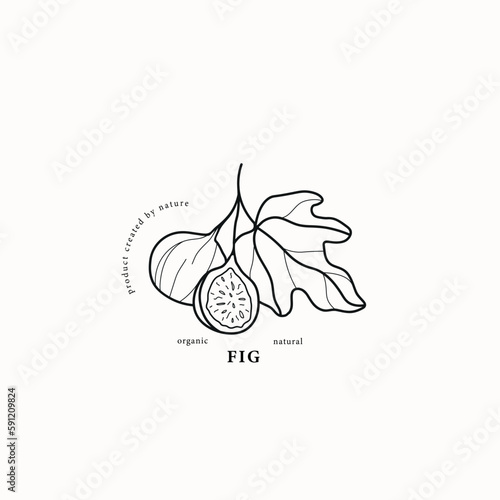 Line art fig branch illustration