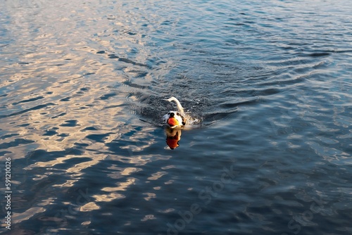 Jack Russel terrier swimming with orange ball in river