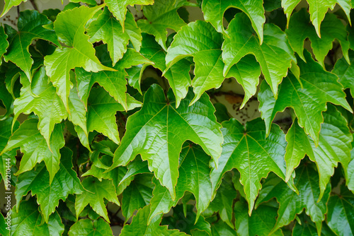 Background with space for green nature text.House with natural green walls of plants. Green leaves of wild grapes.  photo