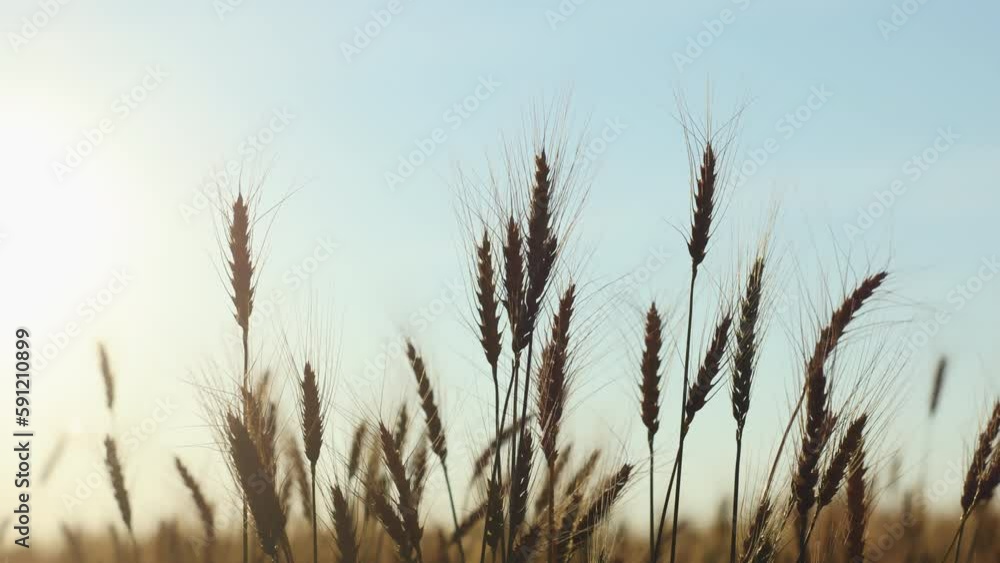 Medium plan. Landscape of wheat field at sunset in autumn Medium plan. Landscape of wheat field at sunset in autumn