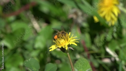 Abeja recogiendo polen en un cardo