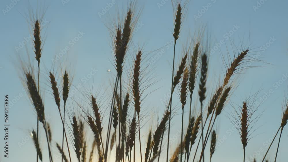 Medium plan. Landscape of wheat field at sunset in autumn Medium plan. Landscape of wheat field at sunset in autumn