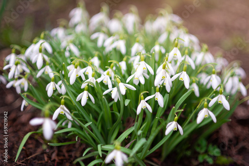The first snowdrops in spring. Spring primroses, snowdrops in the garden, sunlight. Blossoming of a large bouquet of white flowers.