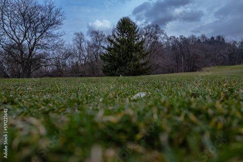 field of grass