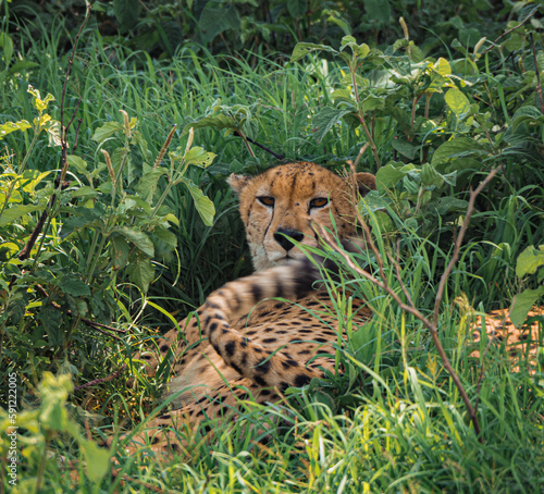 cheetah in the grass in Serengeti national park, Tanzania