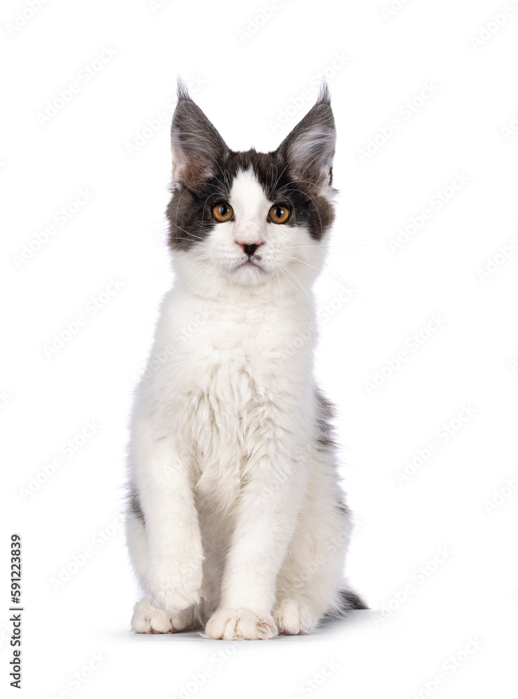 Cute bicolor Maine Coon cat kitten, sitting up facing front. Looking towards camera with funny moustache. Isolated on a white background.