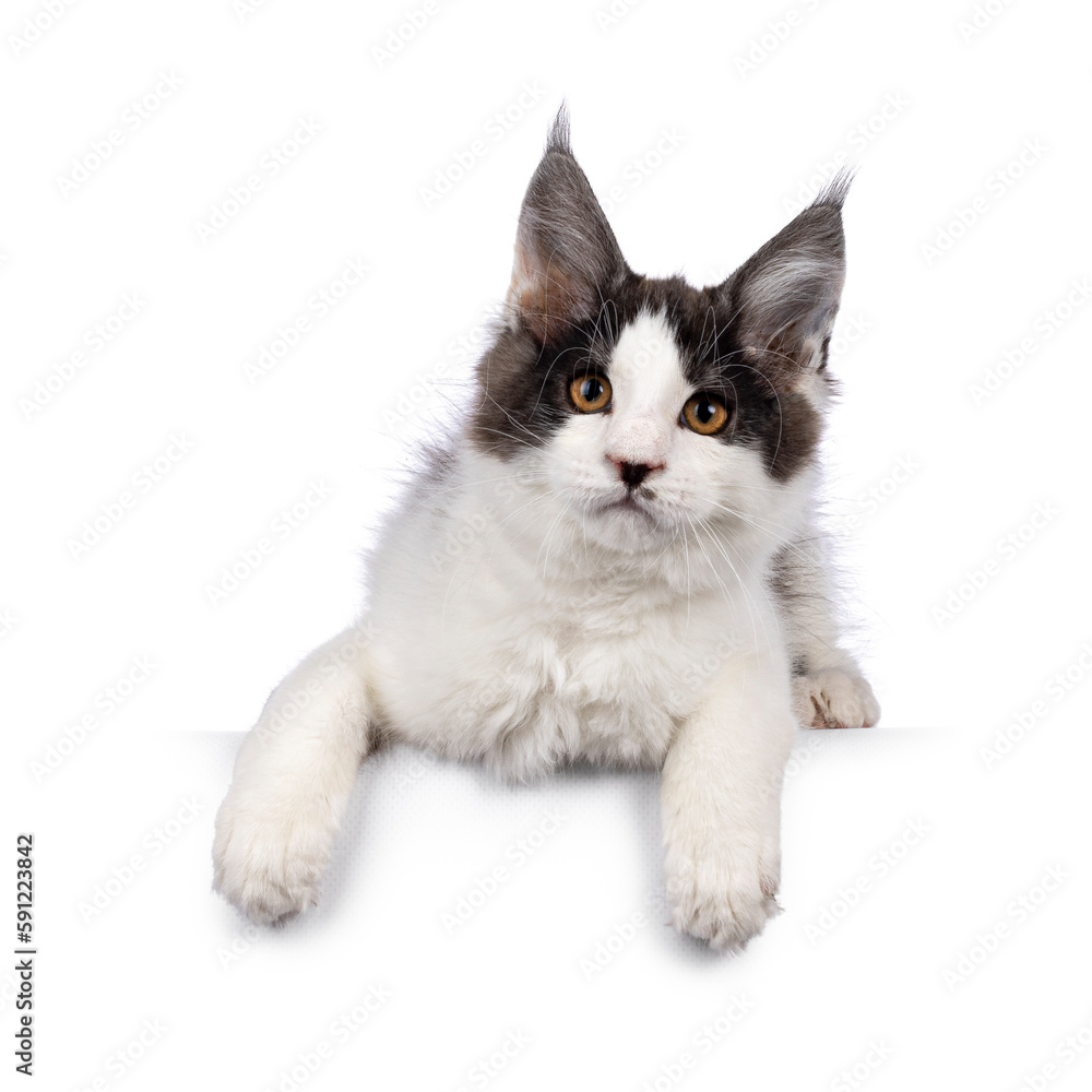 Cute bicolor Maine Coon cat kitten, laying down facing front on edge. Looking towards camera with funny moustache. Isolated on a white background.