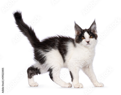 Cute bicolor Maine Coon cat kitten, walking side ways. Looking towards camera with funny moustache. Isolated on a white background.