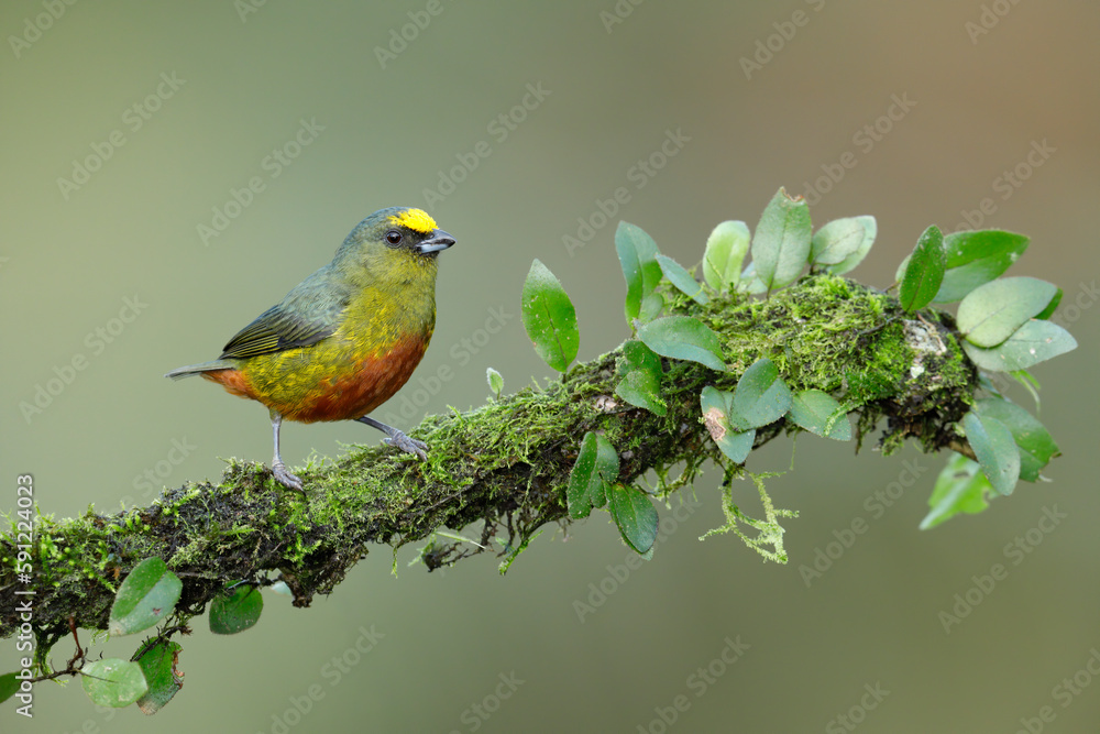 Olive-backed Euphonia Olive-backed Euphonia