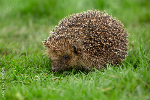 Hedgehog, Scientific name: Erinaceus Europaeus. Close up of a wild, native, European hedgehog in Springtime, foraging in the garden on green grass lawn. Facing left.  Horizontal.  Space for copy.