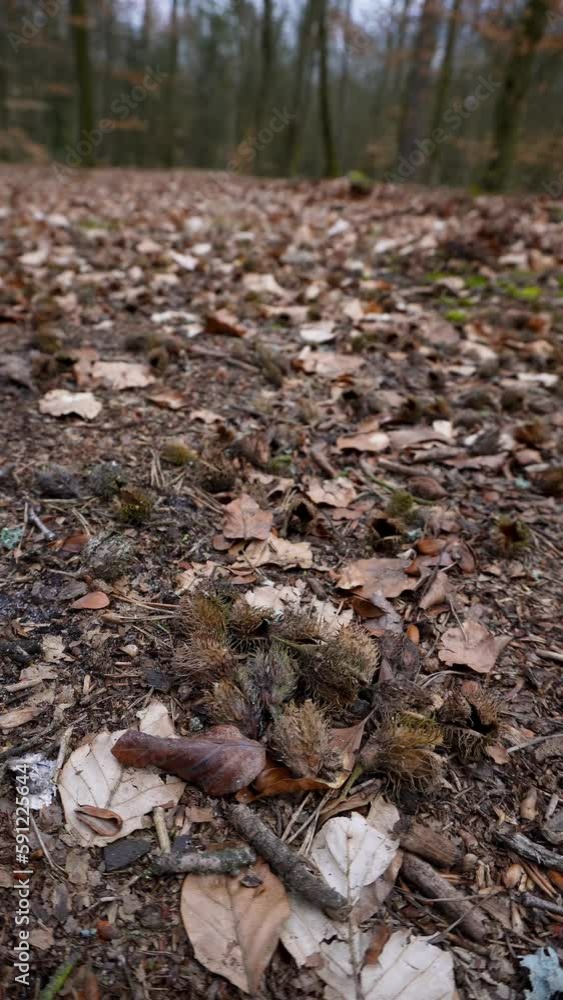 beech seeds on the gound in spring