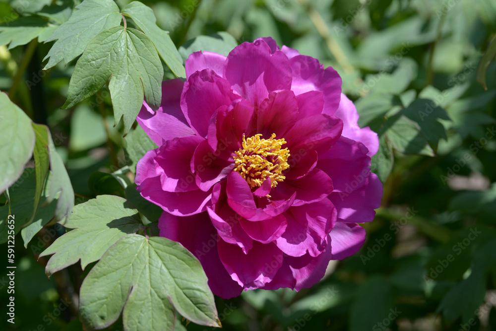 Obraz premium 縁結び ボタンの花