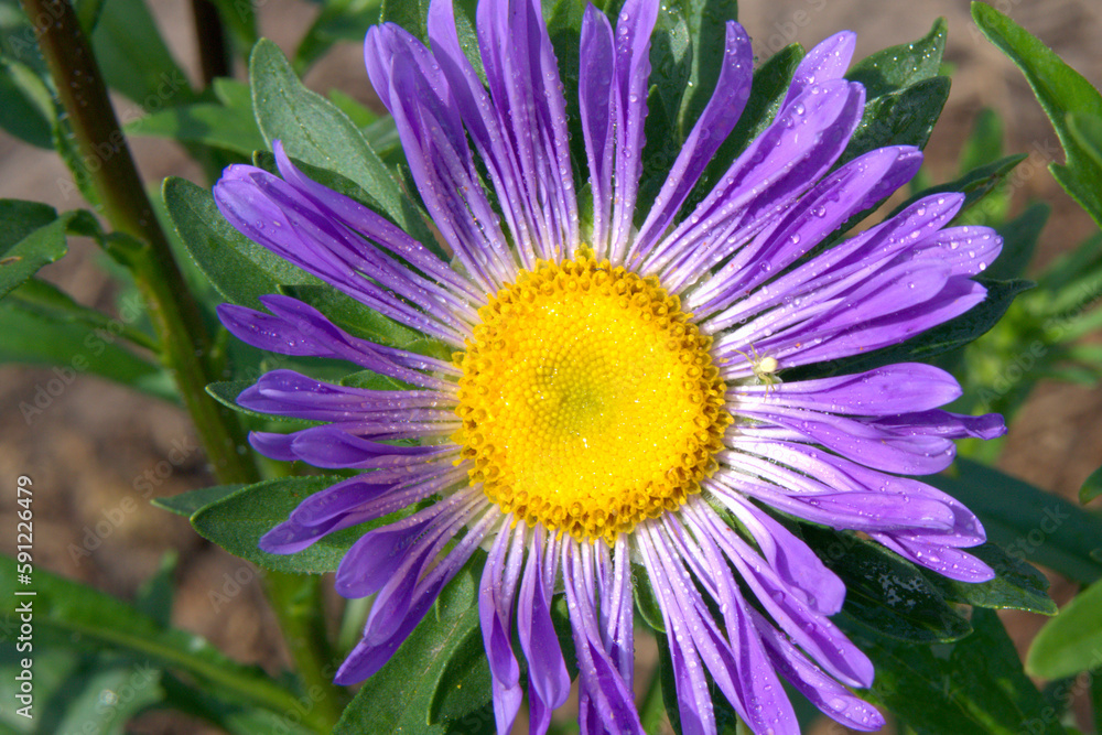 A variety of beautiful autumn asters. A variety of beautiful autumn asters.