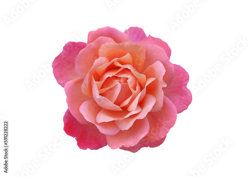 Single rose flower in pink, isolated, png format.