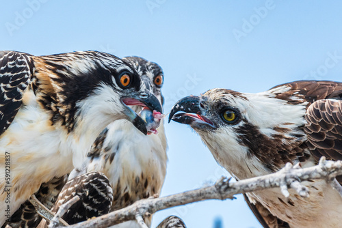 A family of osprey feed on a fish caught in the waters off the south coast of the Everglades National Park. One of the osprey has a fish eye in it's beak