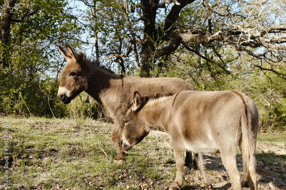 Pair of mini donkeys as friends in Texas farm field.