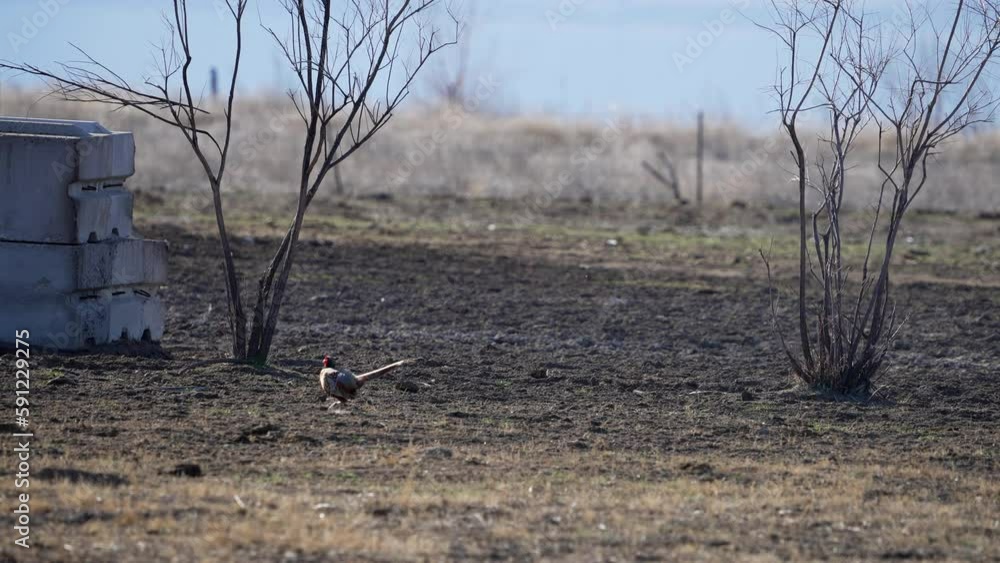 Rooster pheasant walking through pasture in Utah during Spring. Rooster pheasant walking through pasture in Utah during Spring.