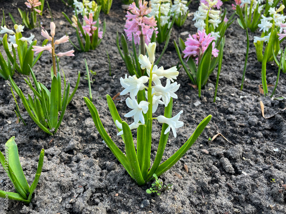 Fototapeta premium Beautiful Oriental Hyacinth (Hyacinthus orientalis) close-up
