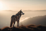Wolf at sunset stands on a rock. Generative AI