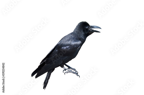 Black raven on transparent background (PNG File)