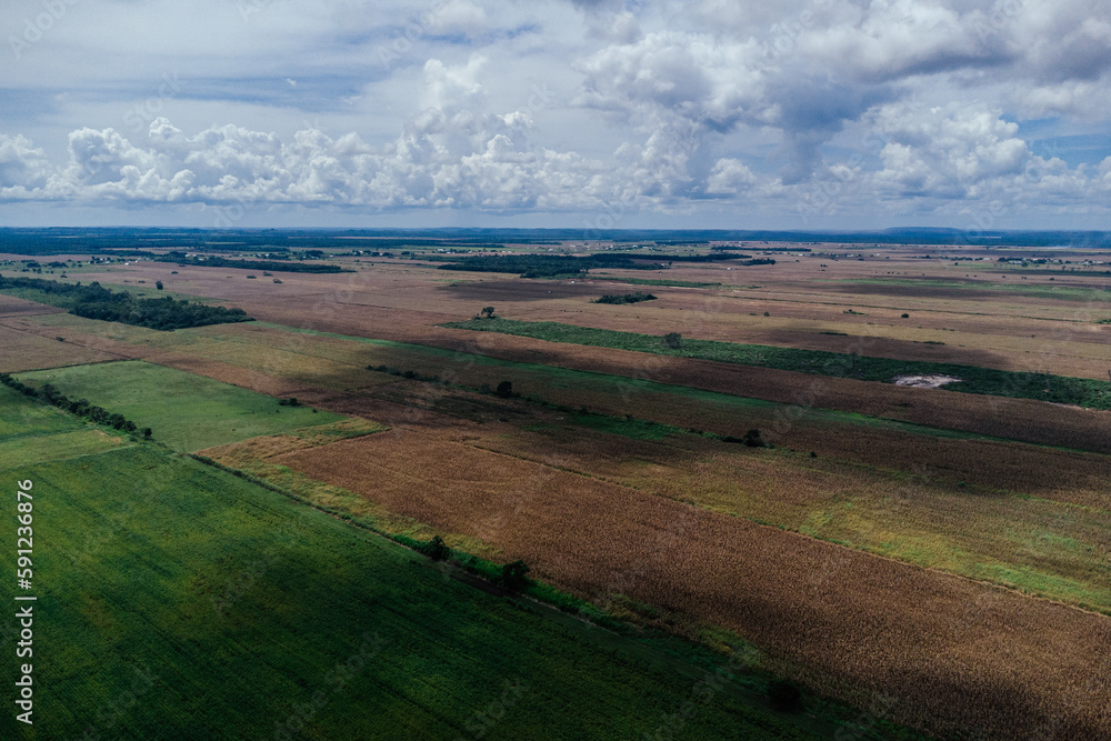 Fototapeta premium Campos de maíz