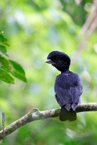 Bare-necked Umbrellabird
