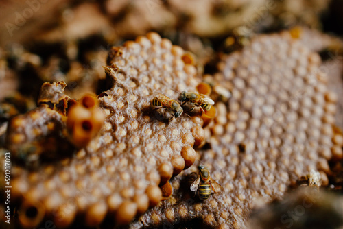 Panal de abeja melipona