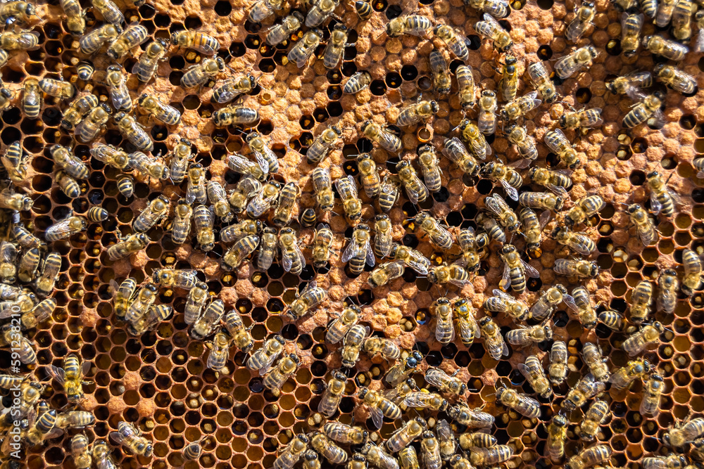 Abstract hexagon structure is honeycomb from bee hive filled Abstract hexagon structure is honeycomb from bee hive filled