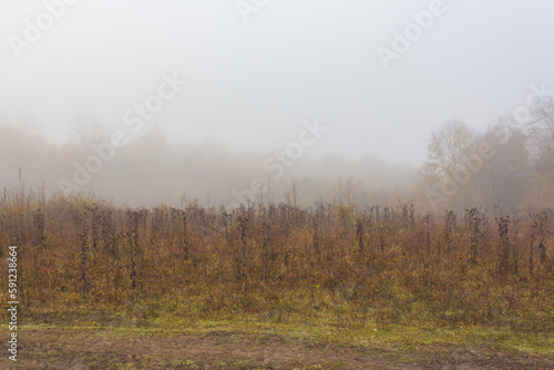 mountainous terrain  foggy morning  autumn walks in the bosom of nature  the state of nature with the approach . winters.