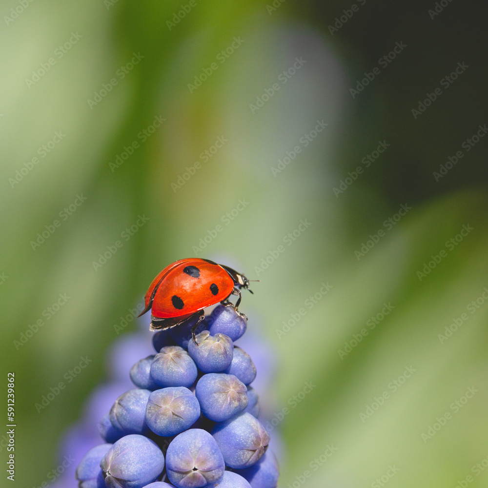Fototapeta premium Ladybird insect on a blue Muscari flower head