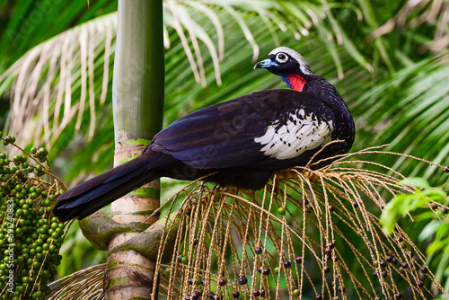 Black-fronted Piping-Guan (Aburria jacutinga) photo