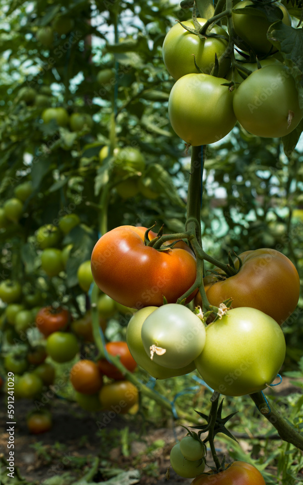 green tomatoes in the garden, tomatoes without chemical treatment, first harvest