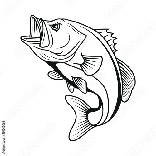 Bass fish. Vector illustration sketch of largemouth perch fish photo