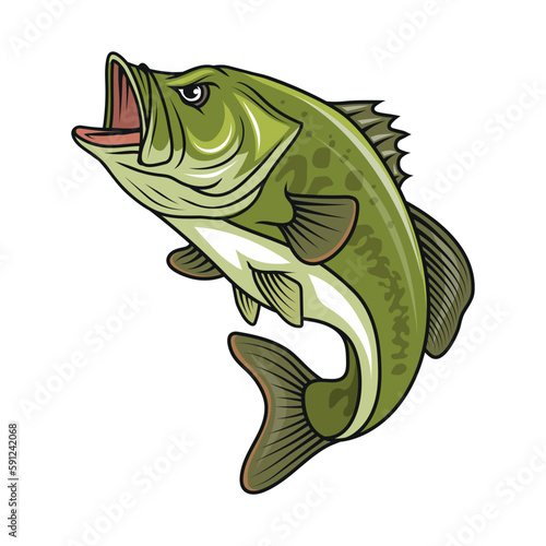 Bass fish. Vector illustration of largemouth perch fish photo