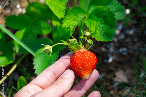 A ripe and juicy strawberry berry on a bed in your garden. Eco-friendly berry grown by a farmer in the summer in the village, harvest