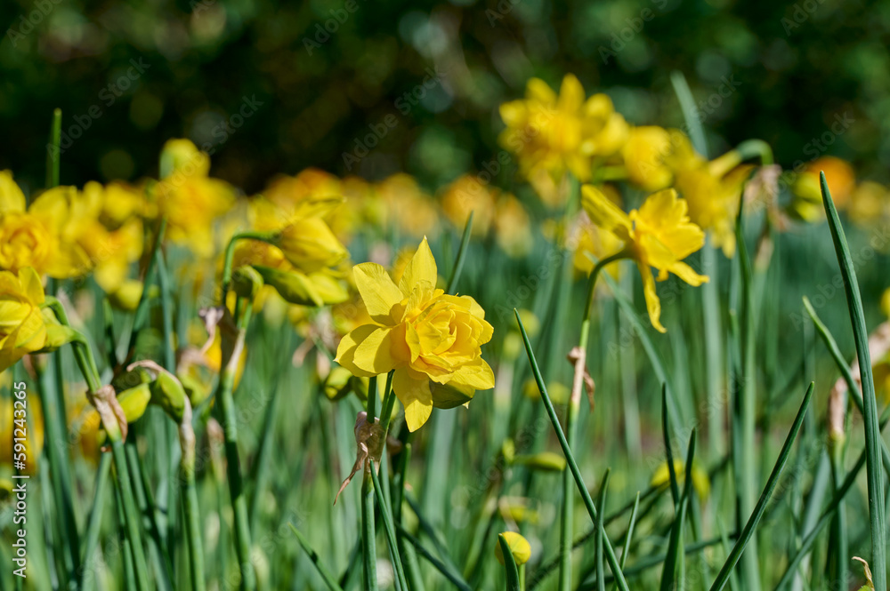 daffodil double campernelle in an afternoon sun daffodil double campernelle in an afternoon sun