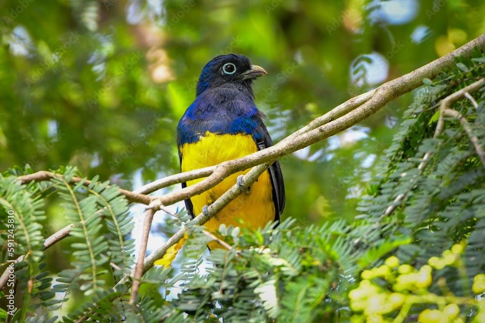 Fototapeta premium Green-backed Trogon (Trogon viridis)