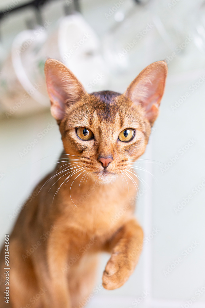 Closeup head of clumsy abyssinian cat in front portrait with curious face on kitchen in the morning. Purebred kitten look in camera .